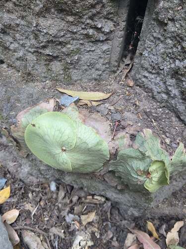 Stag Horn Fern