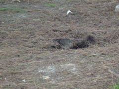 Turdus merula