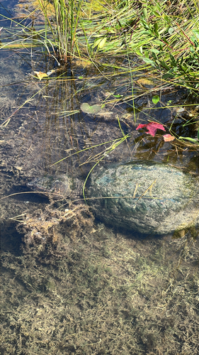 Common Snapping Turtle