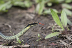 Dendrelaphis striatus