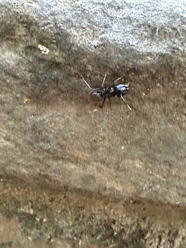 Eastern Black Carpenter Ant