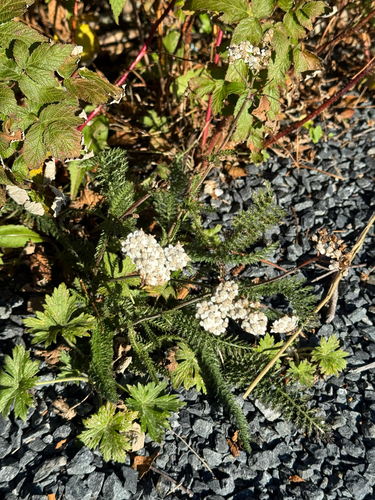 common yarrow