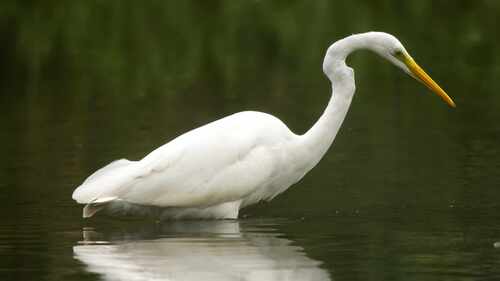 Great Egret
