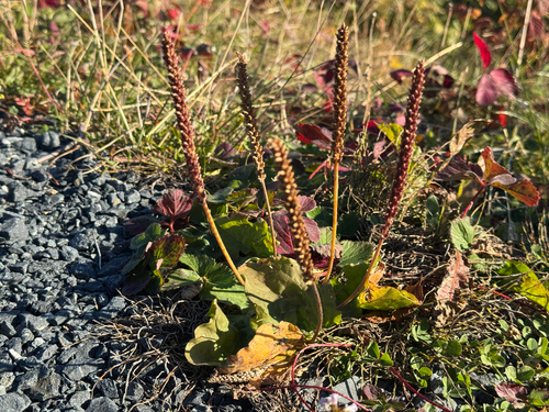 greater plantain