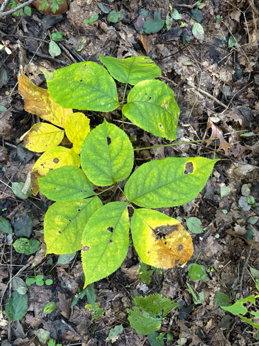 wild sarsaparilla