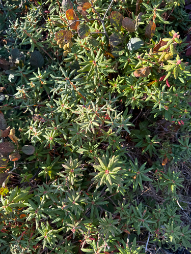 Bog Labrador Tea