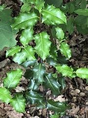 Ilex aquifolium