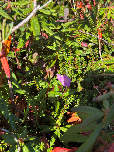 Swamp Laurel