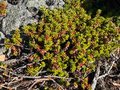 black crowberry