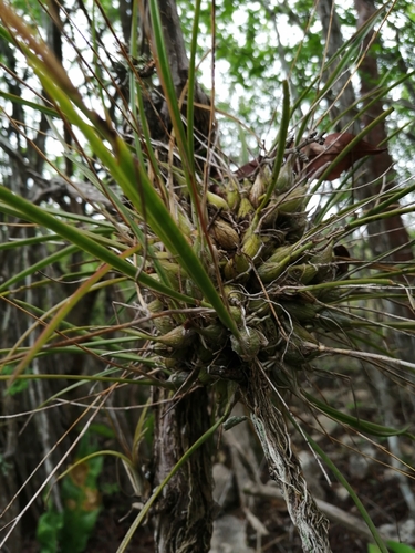 Image of Encyclia nematocaulon by (c) Sebastián de Jesús Herrera Buenfil, some rights reserved (CC BY)