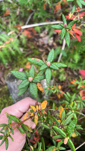 Bog Labrador Tea
