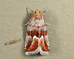 Deltote bellicula