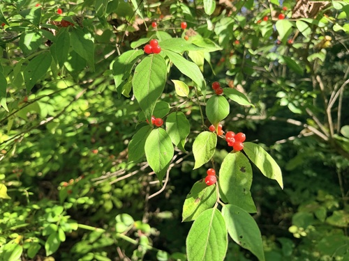 Amur honeysuckle