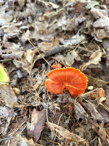 Red Chanterelle