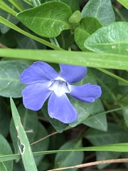 Vinca minor