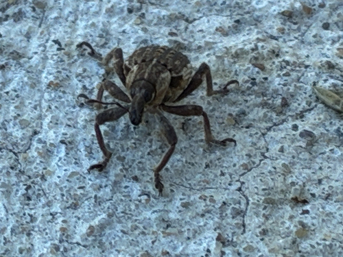 Clover Leaf Weevil