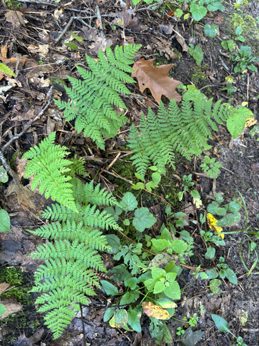 intermediate wood fern