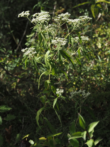 common boneset