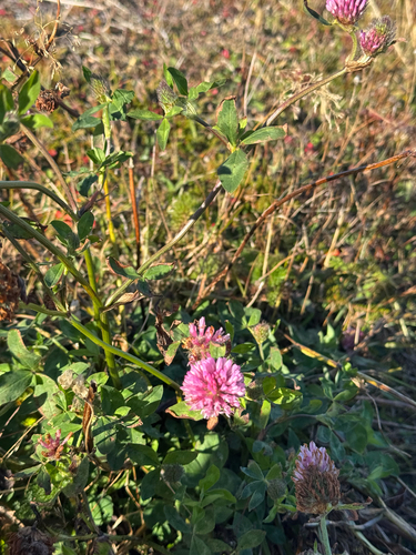 Red Clover