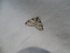 Lobophora nivigerata