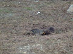 Turdus merula