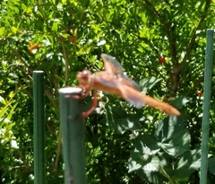 Libellula saturata