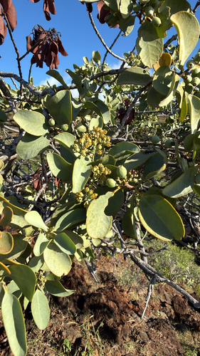 Santalum ellipticum observed 2026-10-04