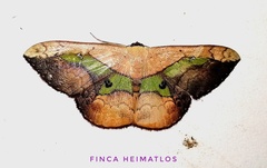 Semaeopus nisa