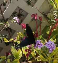 Mimoides thymbraeus aconophos