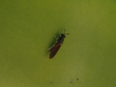 Hermetia relicta