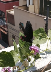 Mimoides thymbraeus aconophos