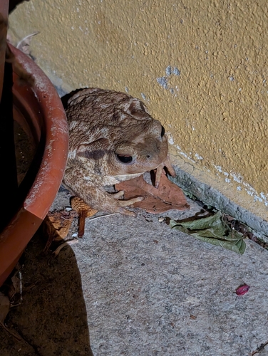 Spiny Toad