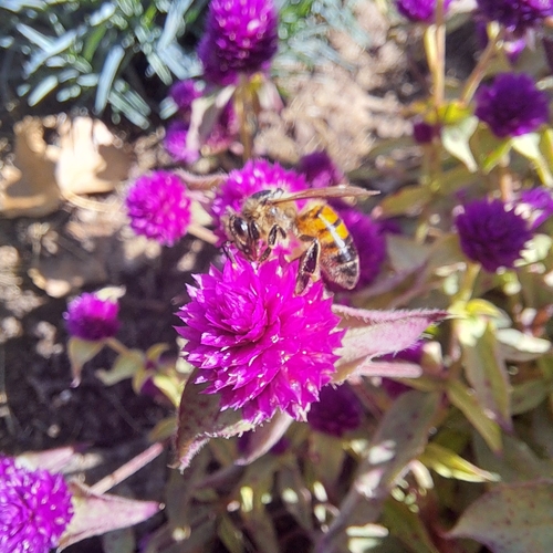 Western Honey Bee