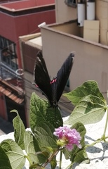 Mimoides thymbraeus aconophos