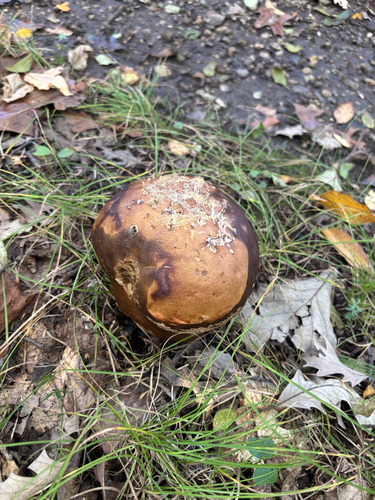 giant puffball