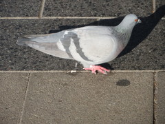 Columba livia domestica