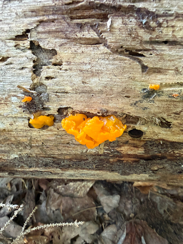 Orange Jelly Spot