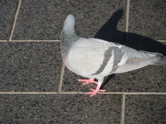 Columba livia domestica