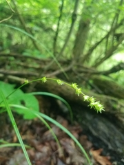 Carex sparganioides