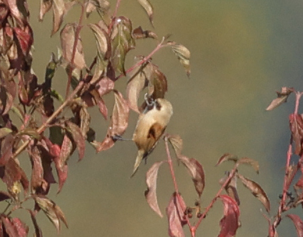Eurasian Penduline-Tit