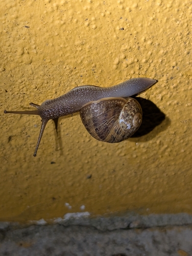 Garden Snail