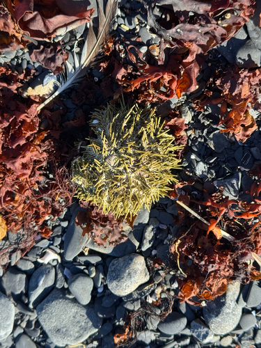 Arctic Green Sea Urchin