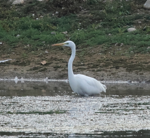 Great Egret