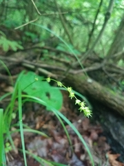 Carex sparganioides