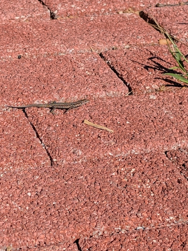 Green Iberian Wall Lizard