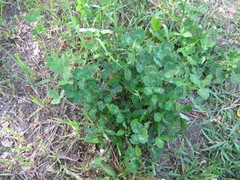 Trifolium pratense