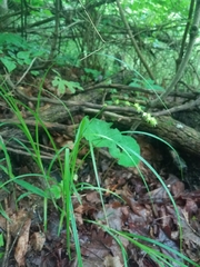 Carex sparganioides