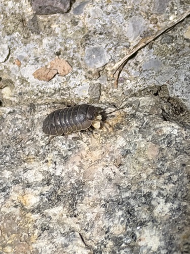 Nosy Pill Woodlouse