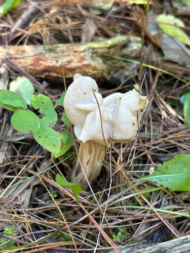 White Saddle