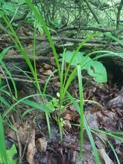 Carex sparganioides
